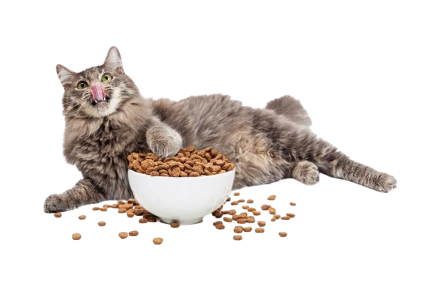 como_e_feita_a_racao_de_gato_22816_1_orig-removebg-preview como_e_feita_a_racao_de_gato_22816_1_orig-removebg-preview
